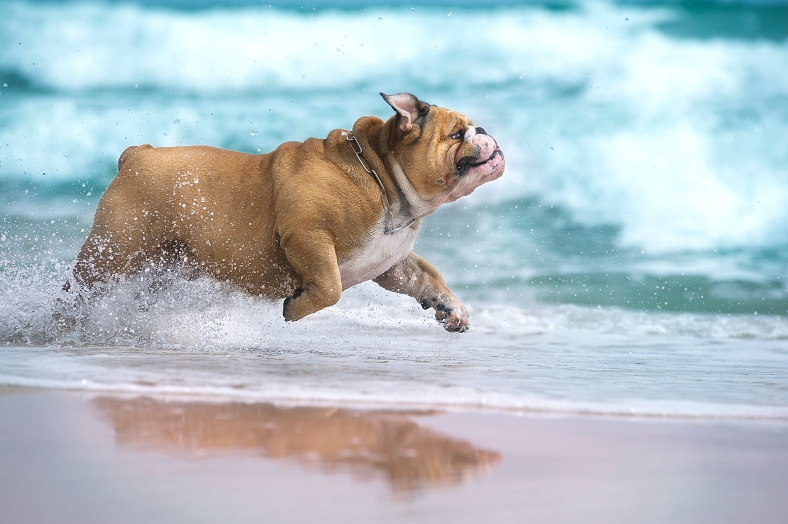 are dogs allowed on chicago beaches