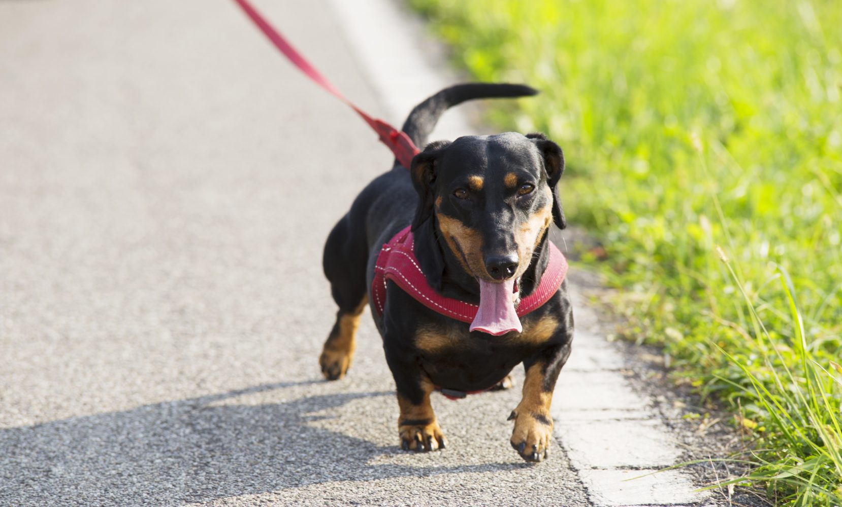 Chicago Leash Laws - Windy City Paws