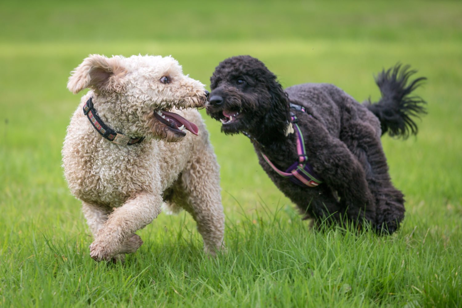 dog park safety tips