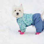 Winterizing your Dog during Chicago Winters