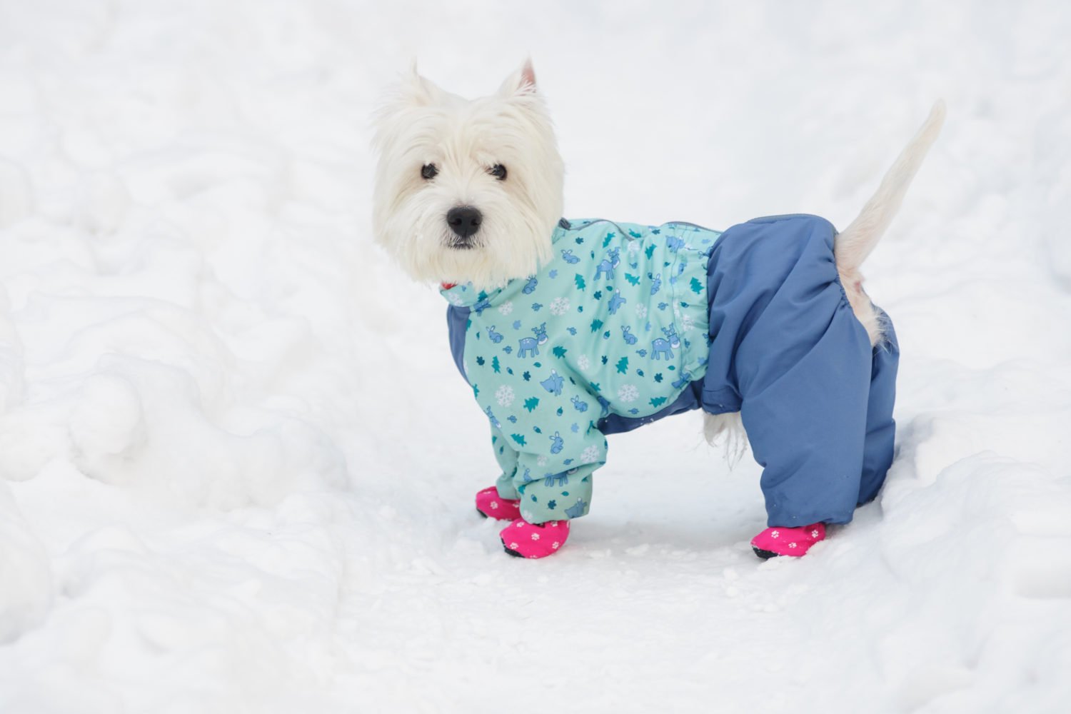 https://windycitypaws.com/wp-content/uploads/2016/01/dog-winter-snow-e1483989253120.jpg