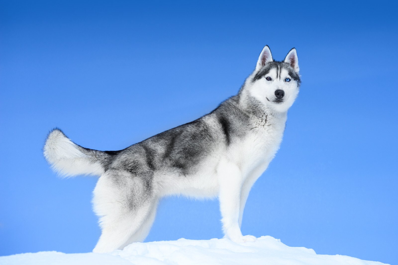 are huskies medium sized dogs