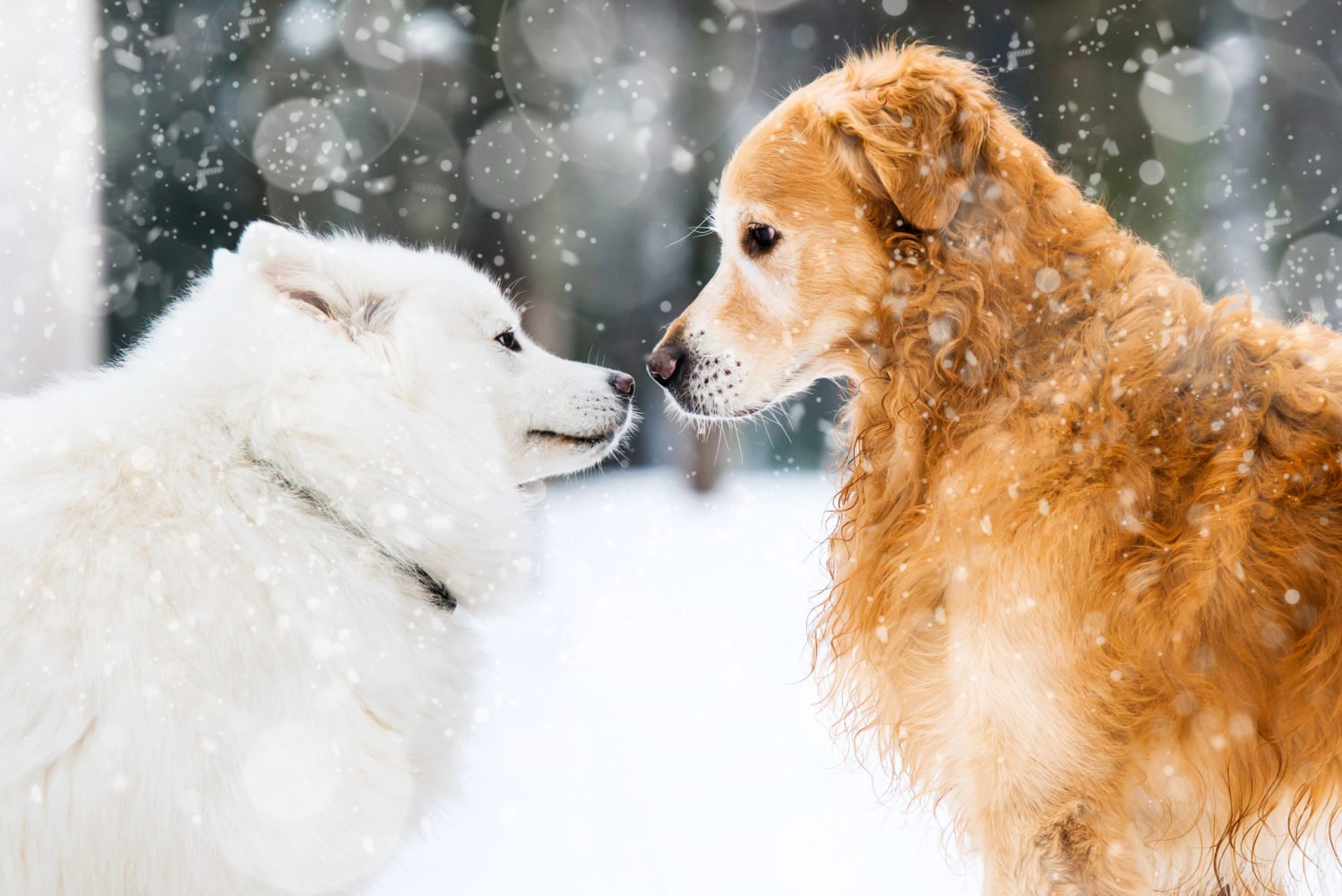 snow dog breeds