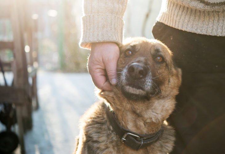 Indoor activities for dogs with cabin fever