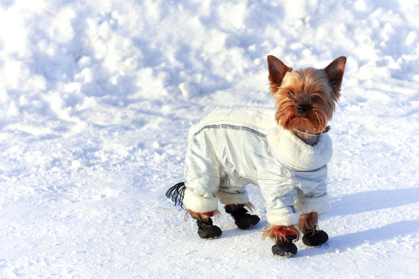 Chicago Blackhawks Weather-Resistant Blanket Pet Coat