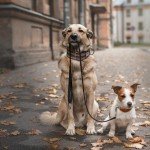 Tips for Walking Your Dog in Chicago