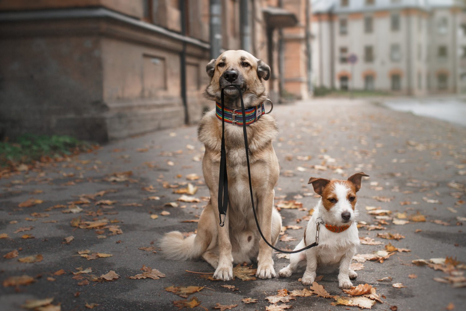 tips for walking two dogs together