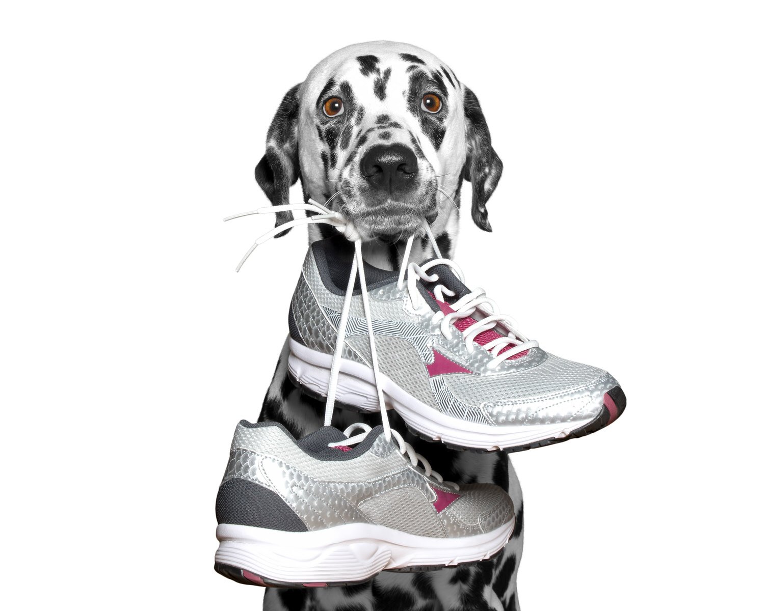 Run for the Dogs in Blue 5K Run/ 1K Walk: Race Details