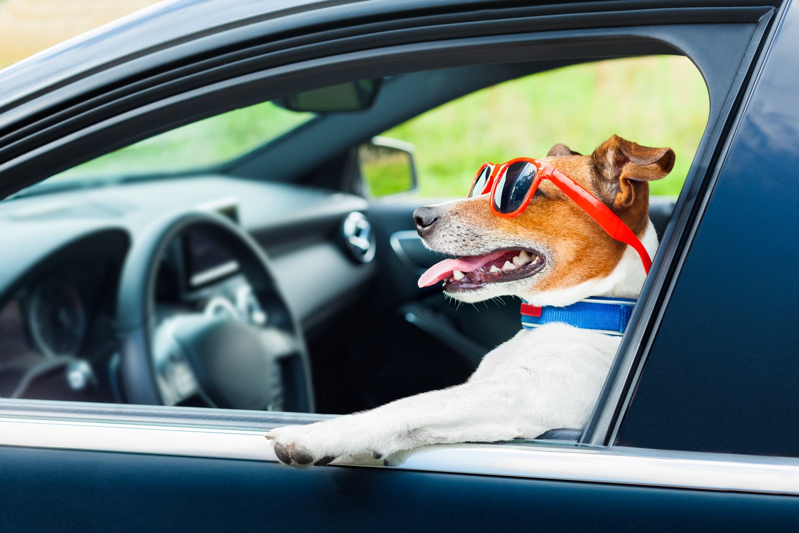 is it legal for dogs to ride in front seat