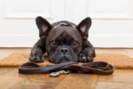 Why You Should Use a Dog Walker -- Even if You Work from Home!