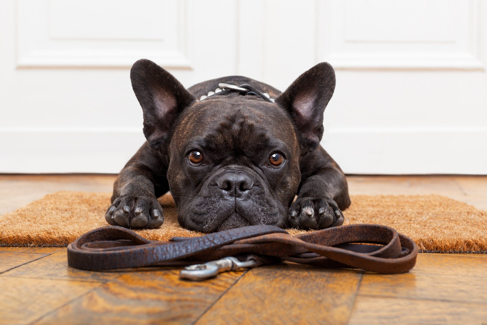 Why You Should Use a Dog Walker - Even if You Work from Home! - Windy City  Paws