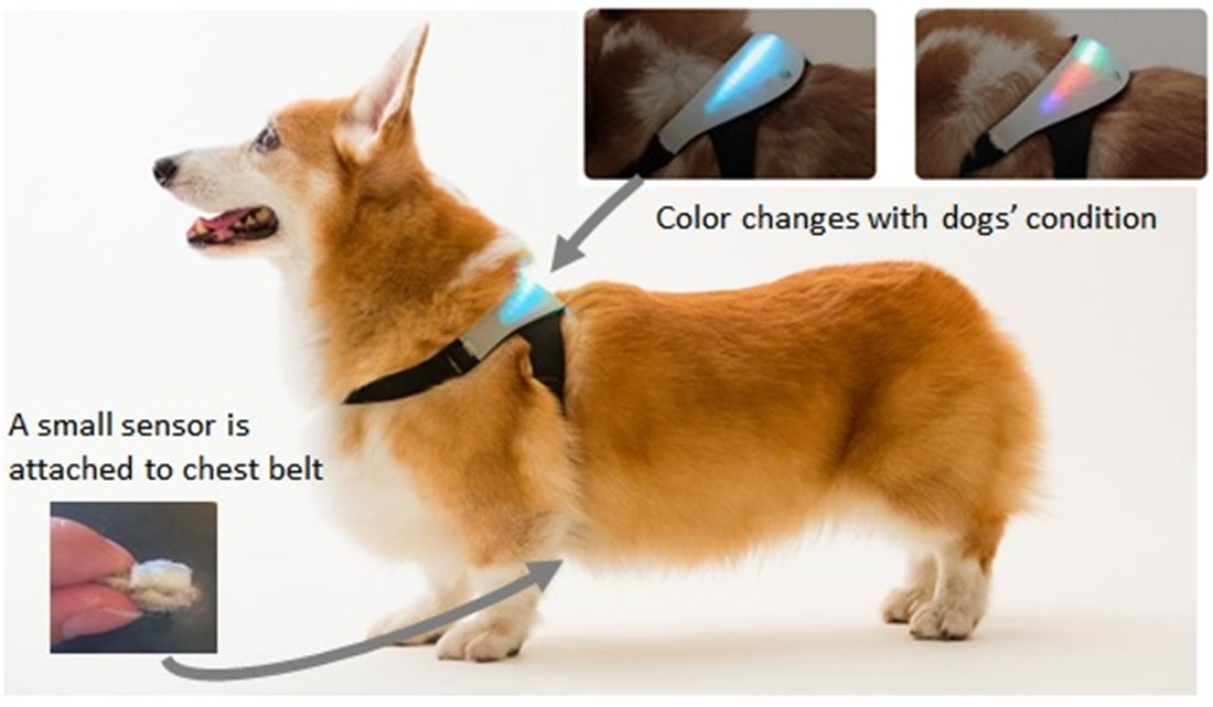 dog heart rate collar