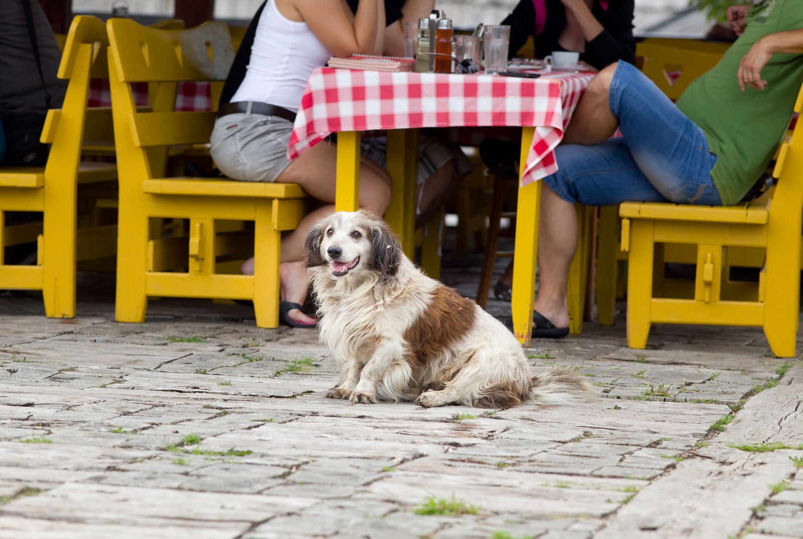 Best DogFriendly Patios In Chicago Windy City Paws