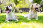 7 Must-Know Rules of Dog Park Etiquette