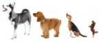 Picking the Right Dog For Your Chicago Life