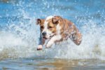 A Guide to Letting Your Dog Swim in Lake Michigan