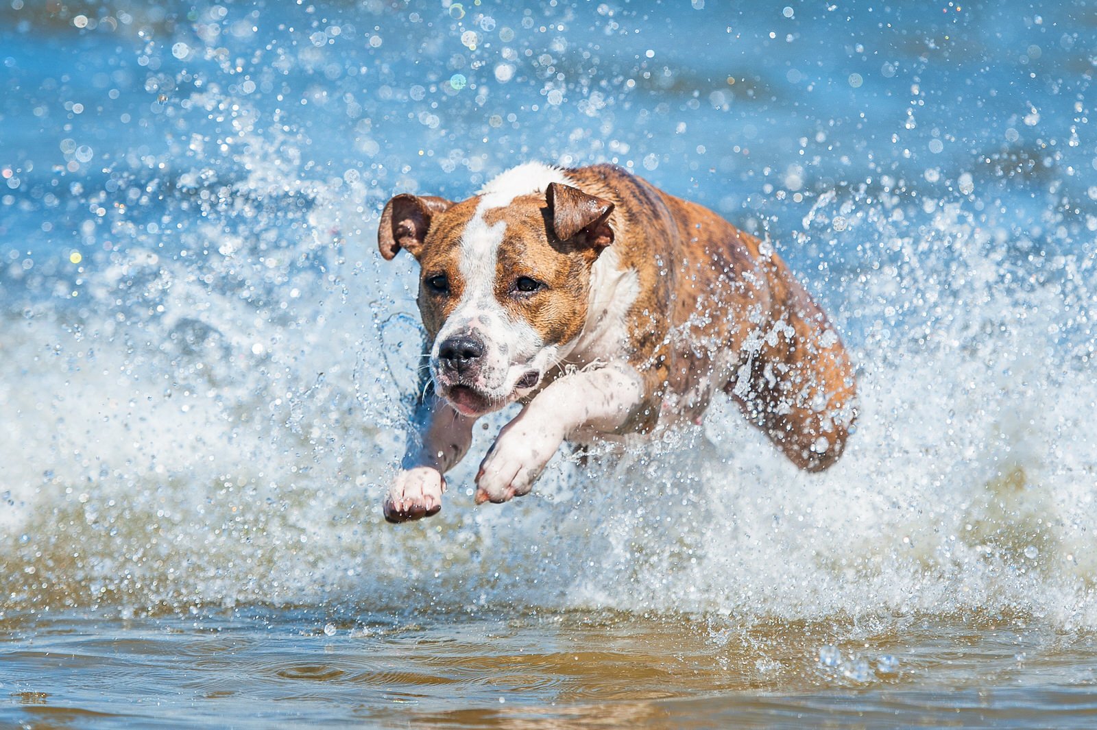 A Guide to Letting Your Dog Swim in Lake Michigan - Windy City Paws