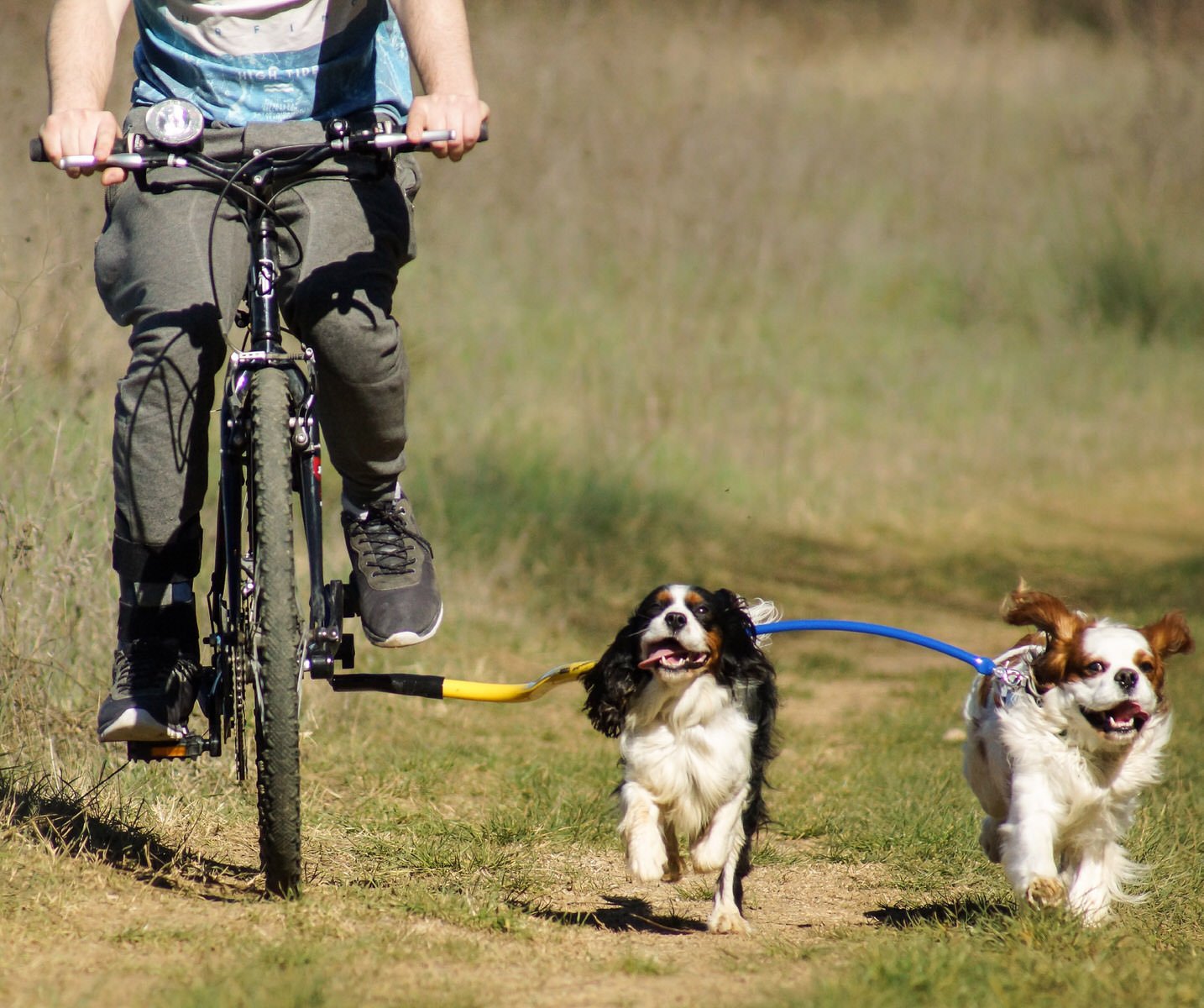 Dog biking harness best sale