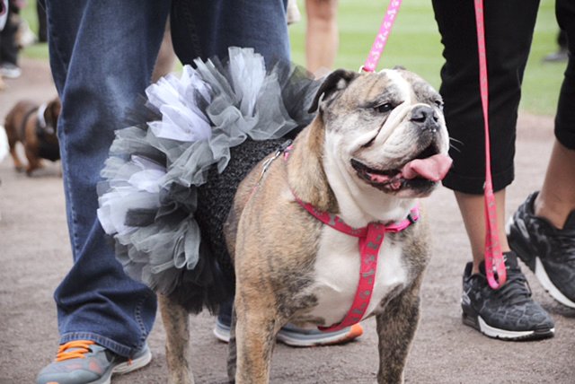 Bark at the Park 2016 - MISO PUP