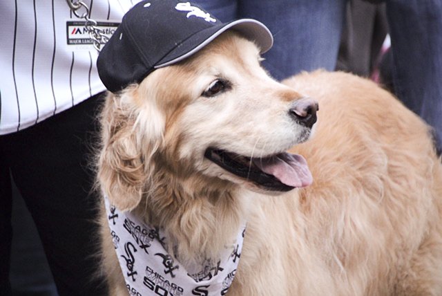 Bark at the Park night at U.S. Cellular 