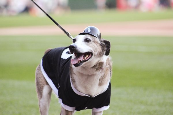 Official Chicago White Sox Pet Gear, White Sox Collars, Leashes