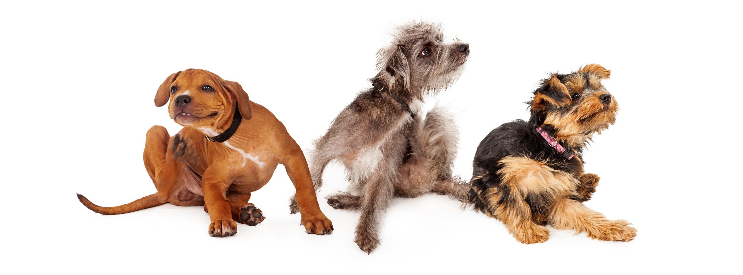 what dog breeds are good for people with allergies