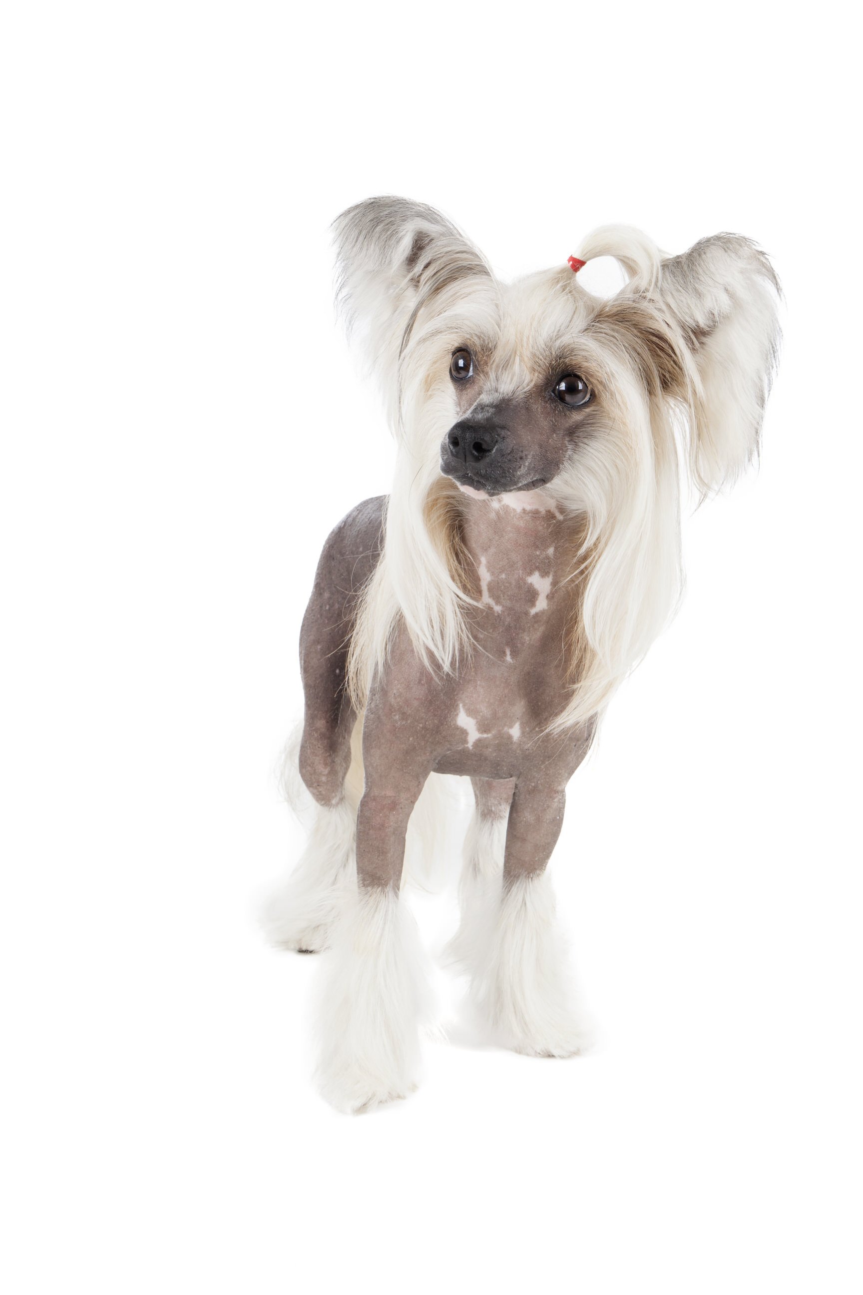 chinese crested dog hypoallergenic