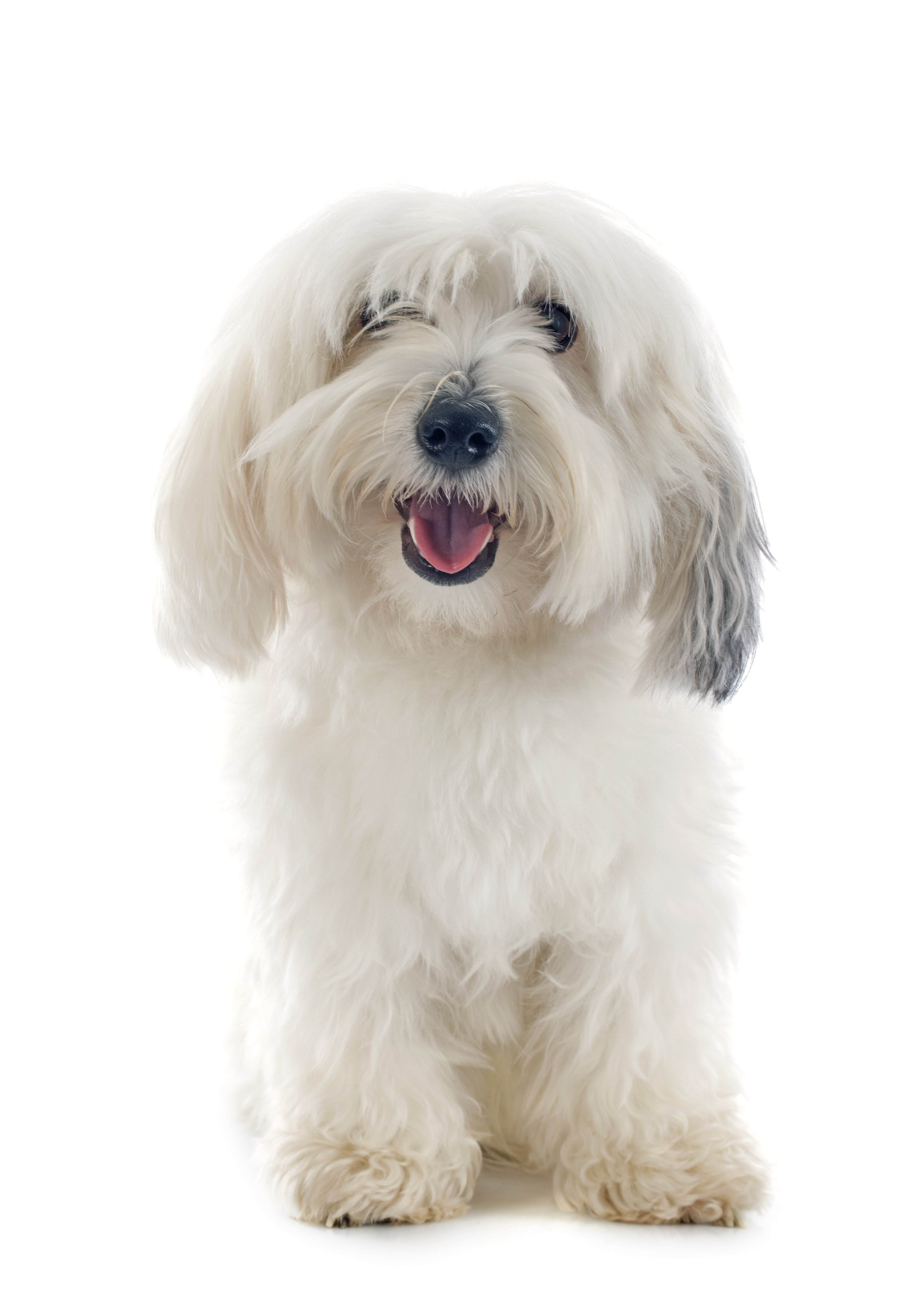 coton de tulear dander