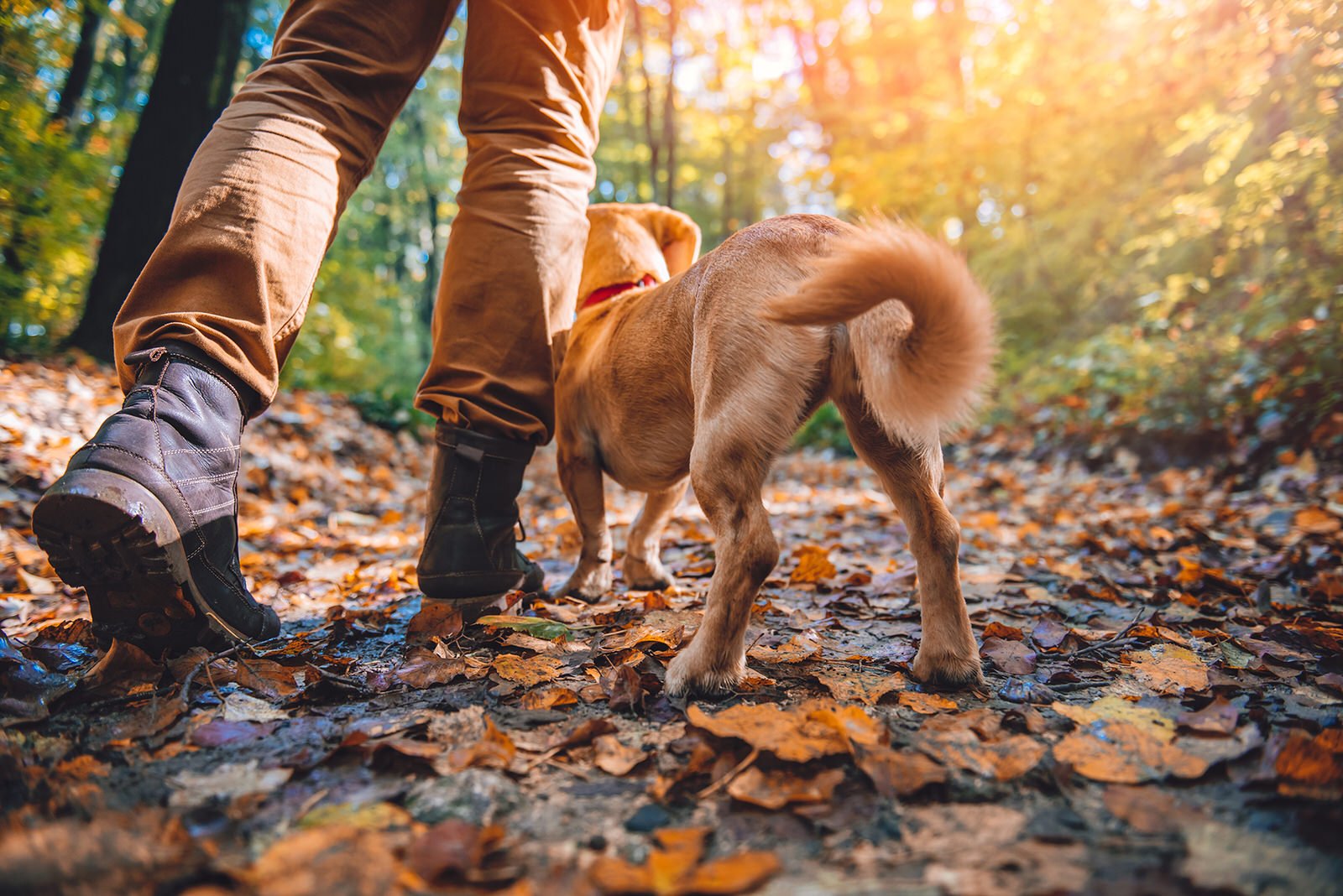 Dog for shop hiking