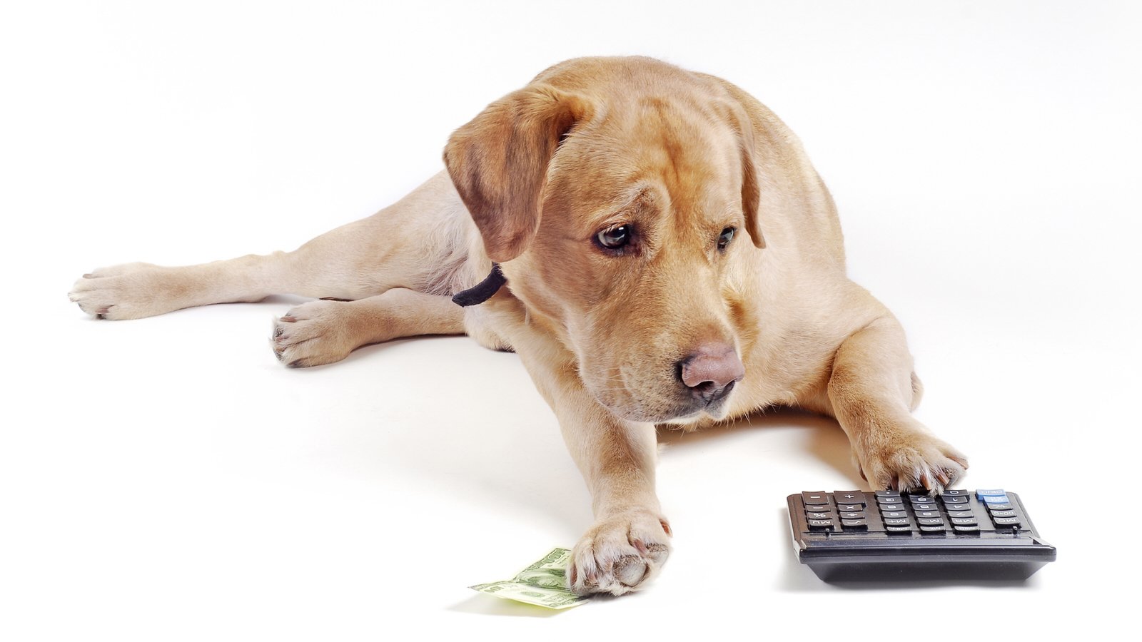 how much does it cost to stuff a dog