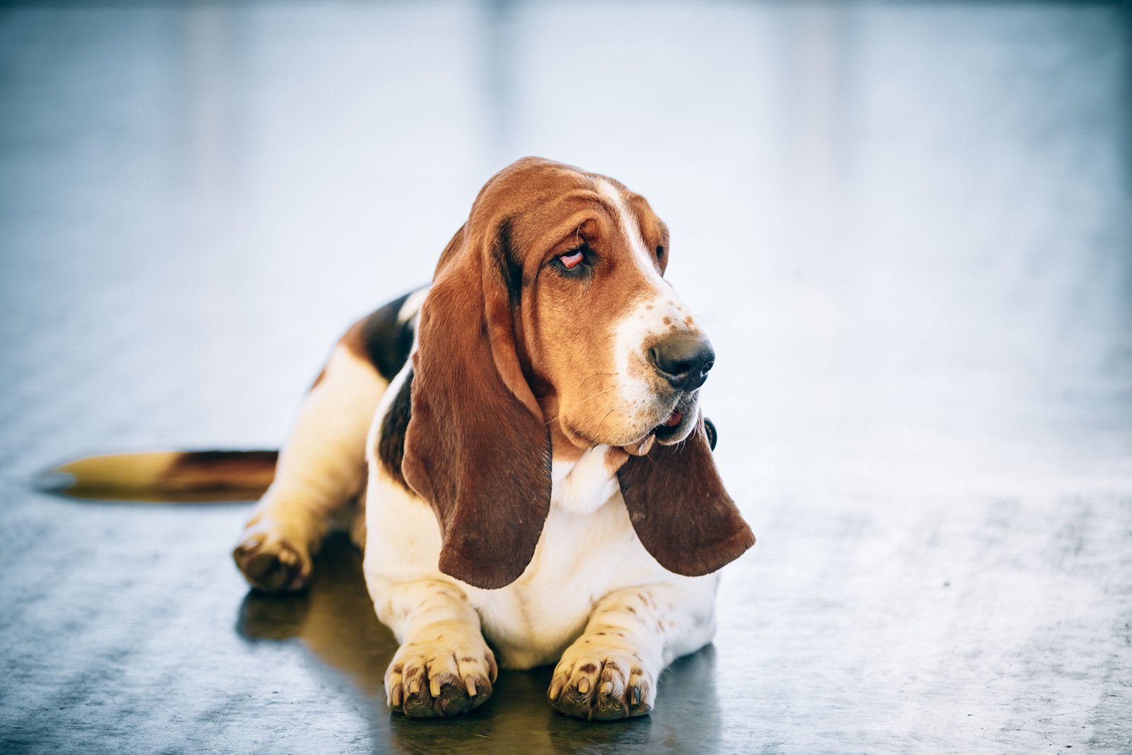 Basset store hound apartment