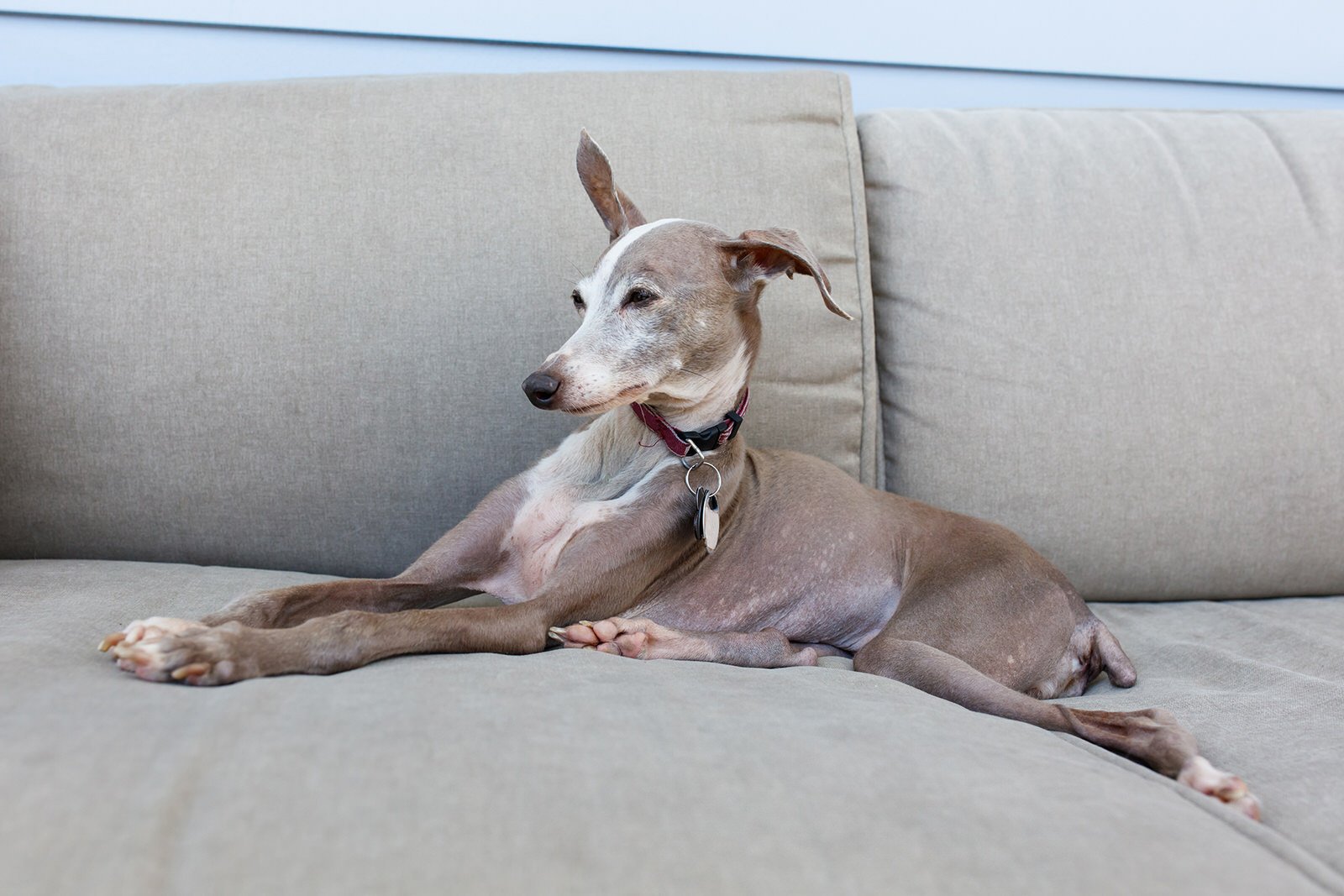 are italian greyhound noisy