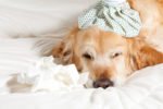 What You Need to Know about Dog Flu in Chicago