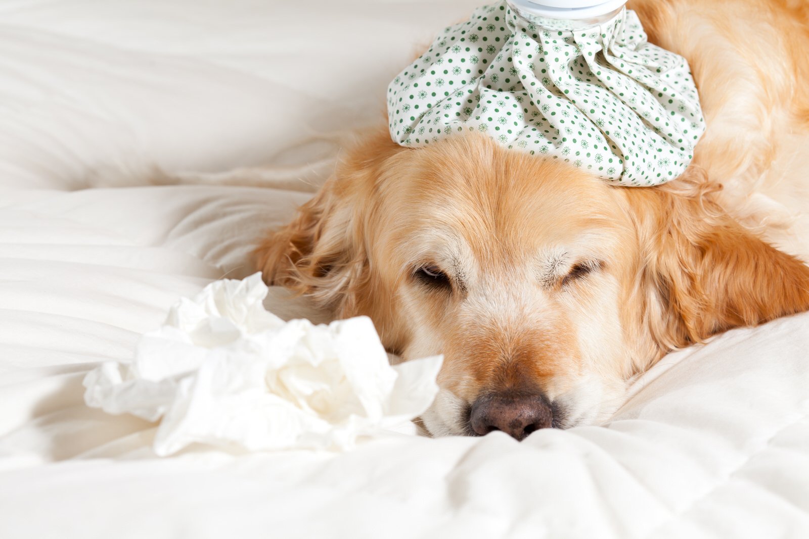 What You Need to Know about Dog Flu in Chicago Windy City Paws