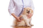 Check Up with Blum: What do Fear Free vet visits mean for you and your pet?