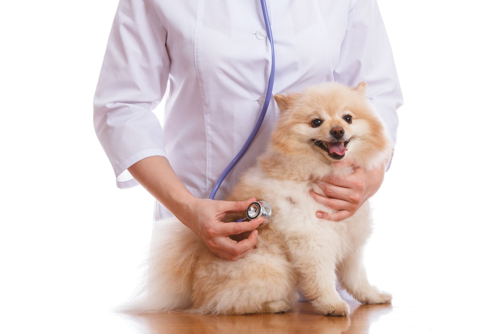 how much is a vet check up for a dog