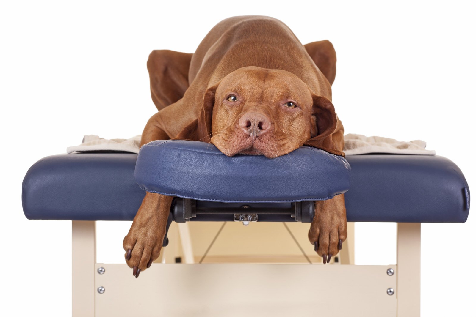 The Benefits and Risks of Practicing Doga - Windy City Paws