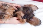 Massage for Dogs (Part 2) — Preparation