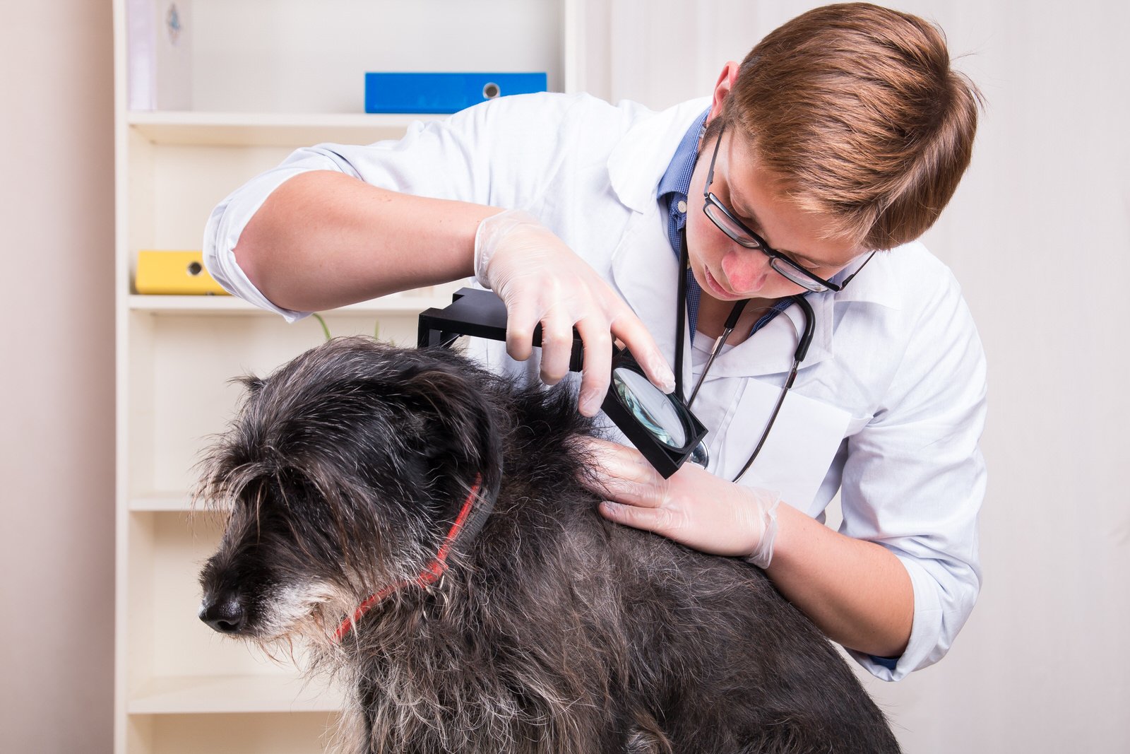 how do tick bites look like on dogs