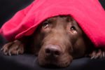 Check Up with Blum: Firework and Thunderstorm Phobia in Dogs