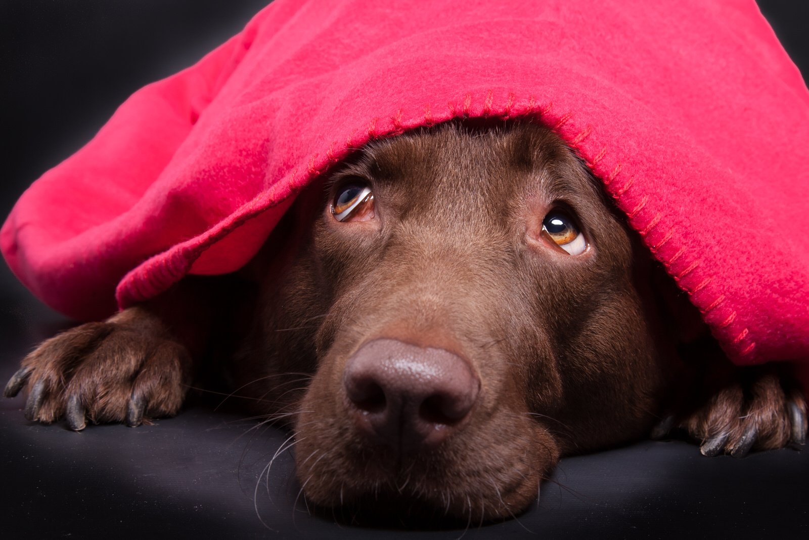 Dogs afraid shop of thunderstorms