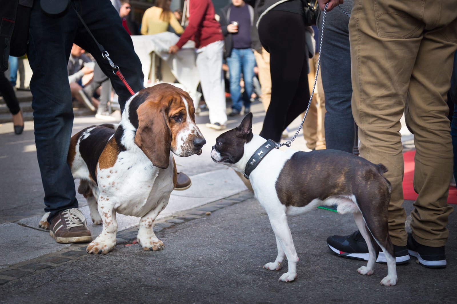 can giardia cause cyclic diarrhea in dogs