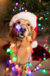 Check Up with Blum: Holiday Hazards