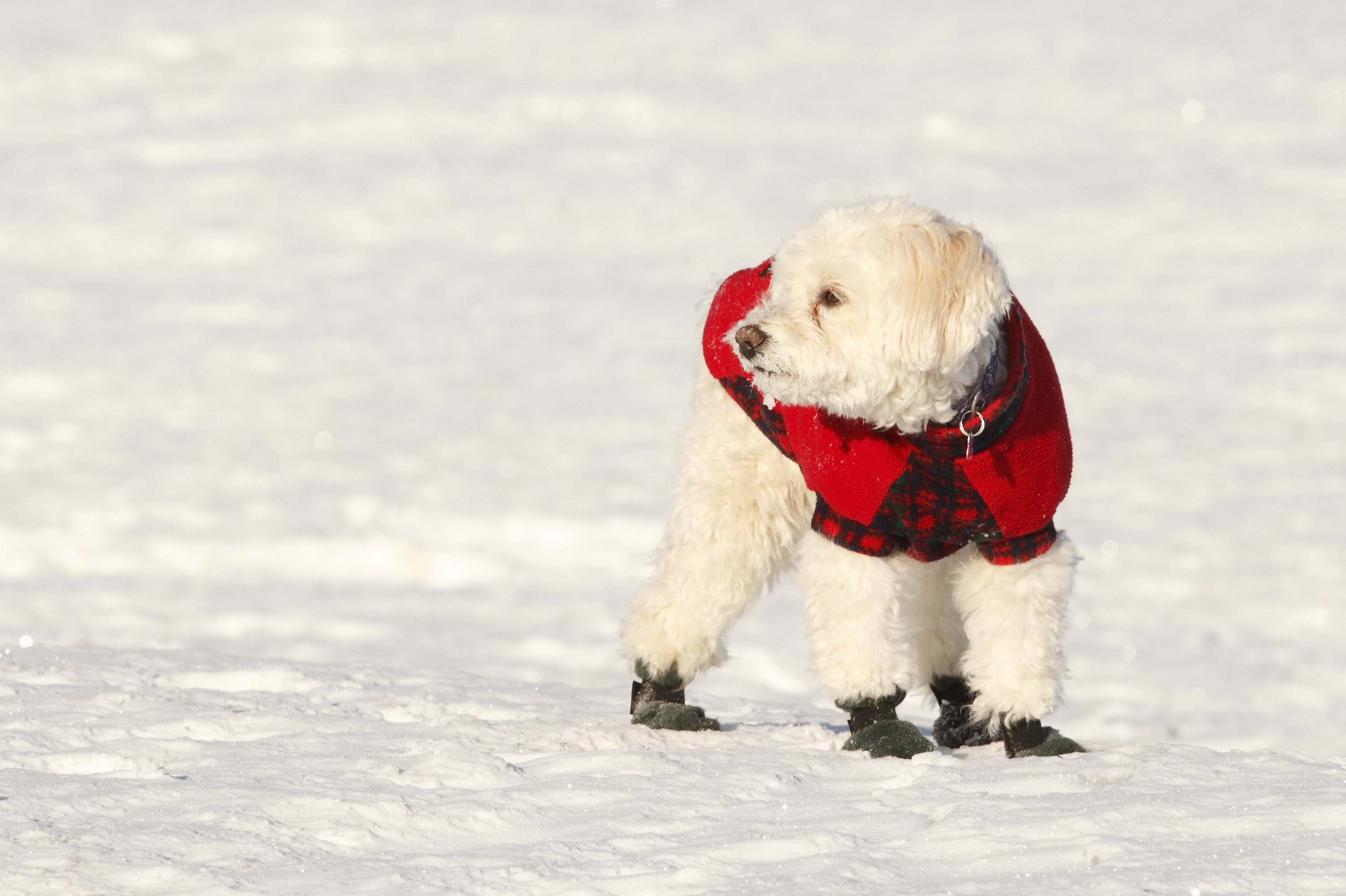 is snow bad for dogs paws