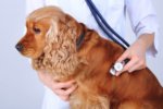 Check Up with Blum: Pet Obesity