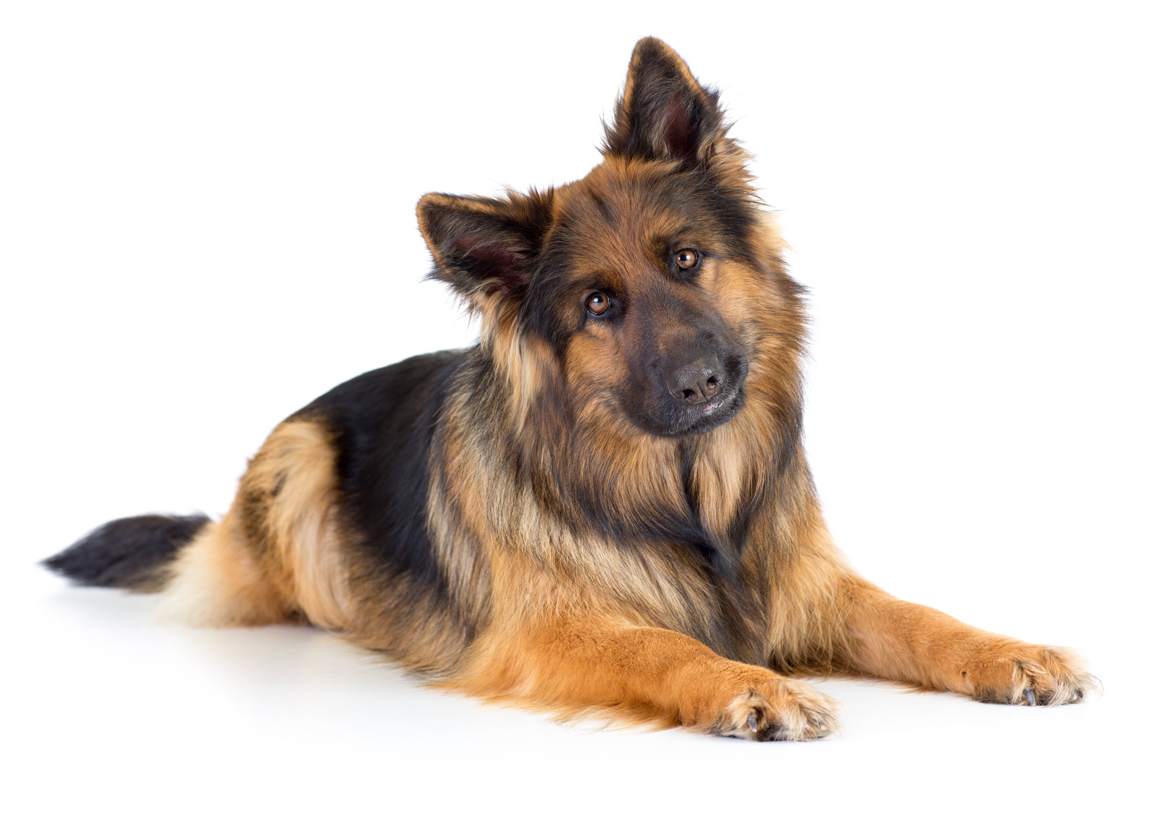 Немецкая овчарка д-ш / German Shepherd Dog long haired