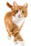 Check Up with Blum: Reading Your Cat’s Body Language