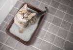 Check Up with Blum: Litter Boxes