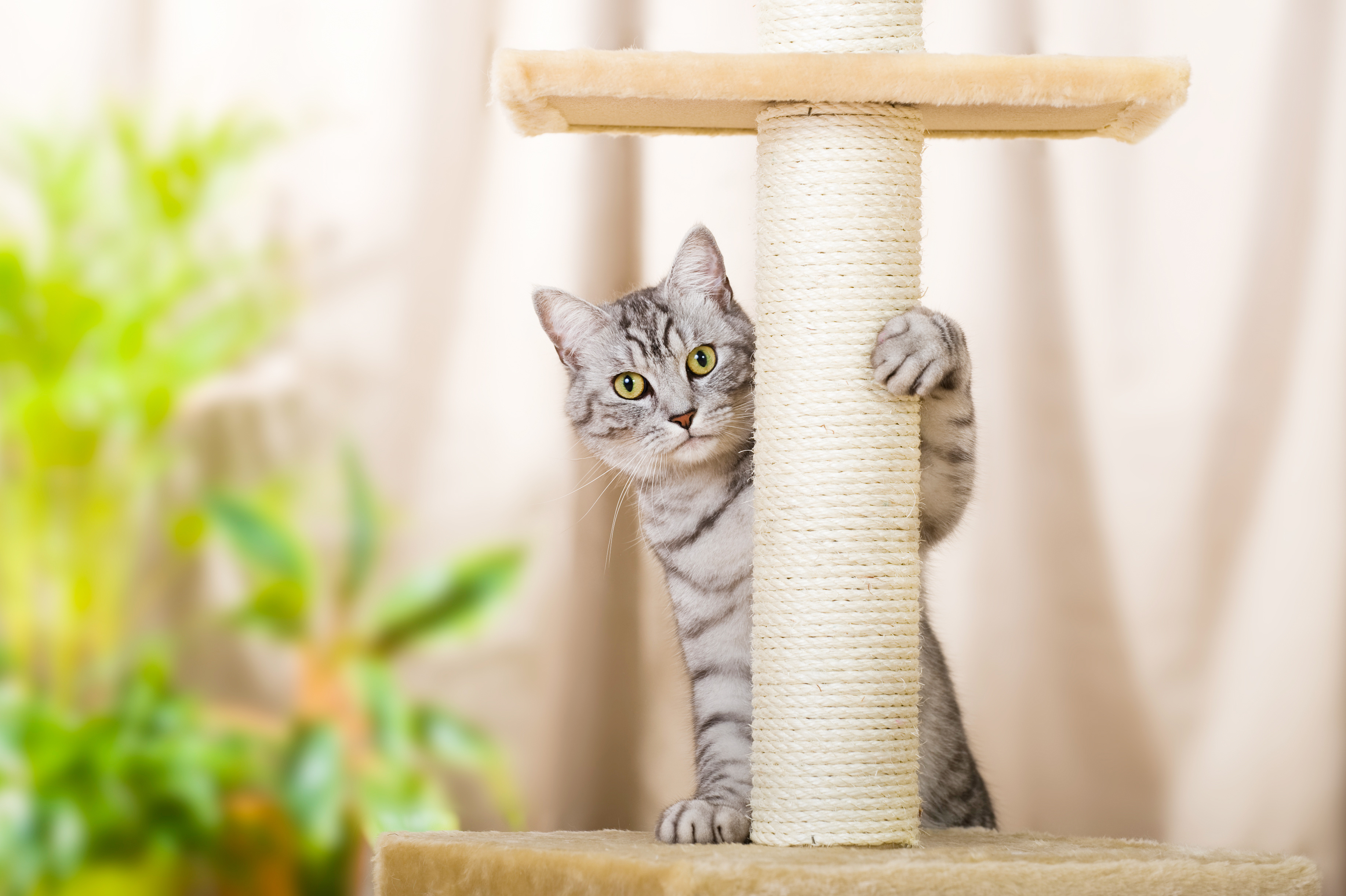 Cat tower best sale for small space