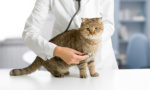 Check Up with Blum: Caring for Elderly Pets